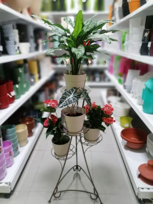 Комнатные цветы, которые ждали