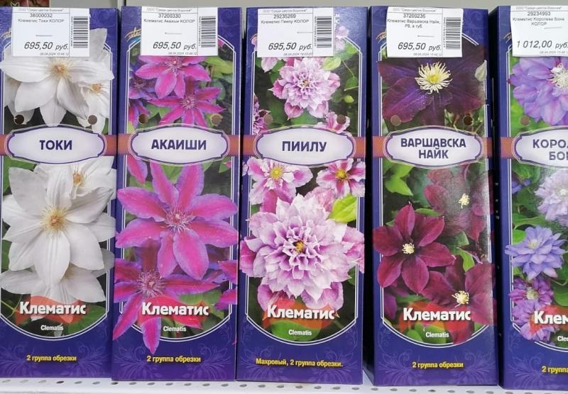 Клематисы в продаже